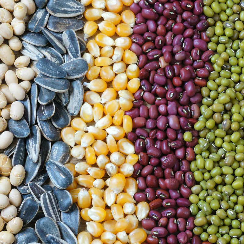 Màquina automàtica d'envasar llavors